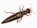 Stenus picipes